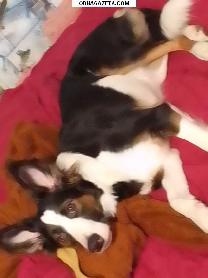 ������ ³���� � ����� ���� ������, ������ ��� ���������� 1