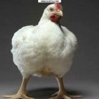 купить Продам инкубационние яйца сельскохозяйственних птиц, а  кривой рог объявление