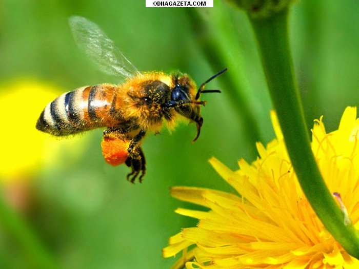 купить Пчёлы; пчелиные плодные матки (меченые) кривой рог объявление 1