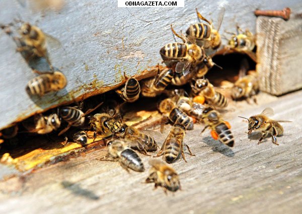 купить Пчёлы; пчелиные плодные матки (меченые) кривой рог объявление 1