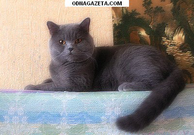 купить Холёный красивый голубой кот прямоухий кривой рог объявление 1